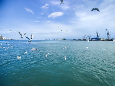 Okyanus ve mavi gökyüzü arka plan ile deniz yanında Balık tutma ve uçan martılar