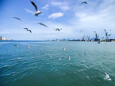 Okyanus ve mavi gökyüzü arka plan ile deniz yanında Balık tutma ve uçan martılar