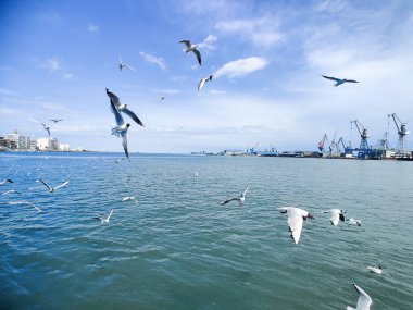 Okyanus ve mavi gökyüzü arka plan ile deniz yanında Balık tutma ve uçan martılar