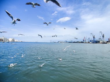 Okyanus ve mavi gökyüzü arka plan ile deniz yanında Balık tutma ve uçan martılar