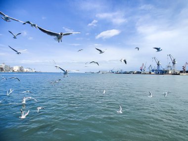 Okyanus ve mavi gökyüzü arka plan ile deniz yanında Balık tutma ve uçan martılar