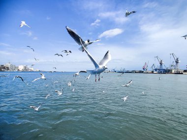 Okyanus ve mavi gökyüzü arka plan ile deniz yanında Balık tutma ve uçan martılar