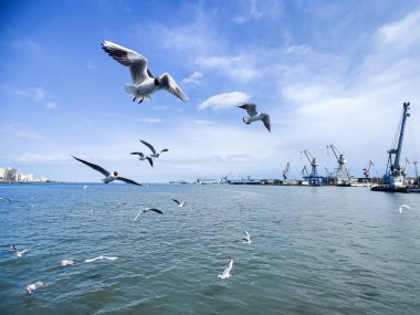 Okyanus ve mavi gökyüzü arka plan ile deniz yanında Balık tutma ve uçan martılar