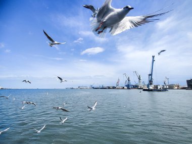 Okyanus ve mavi gökyüzü arka plan ile deniz yanında Balık tutma ve uçan martılar