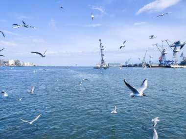 Okyanus ve mavi gökyüzü arka plan ile deniz yanında Balık tutma ve uçan martılar