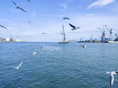 Okyanus ve mavi gökyüzü arka plan ile deniz yanında Balık tutma ve uçan martılar