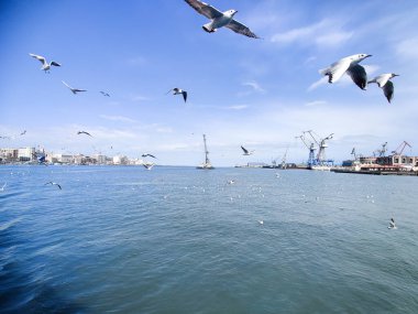 Okyanus ve mavi gökyüzü arka plan ile deniz yanında Balık tutma ve uçan martılar