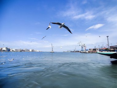 Okyanus ve mavi gökyüzü arka plan ile deniz yanında Balık tutma ve uçan martılar