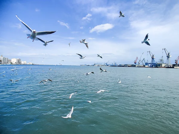 Gaviotas Volando Pescando Junto Mar Con Fondo Del Océano Cielo —  Fotos de Stock