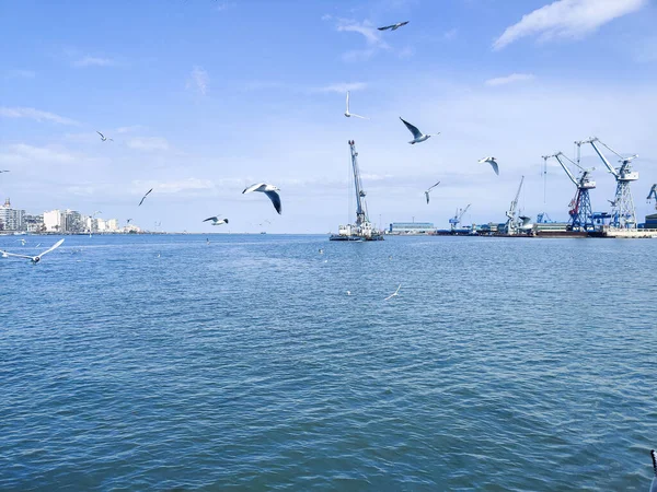 Gaivotas Voando Pescando Lado Mar Com Fundo Oceano Céu Azul — Fotografia de Stock