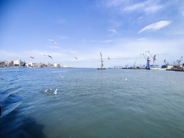 Gaviotas Volando Pescando Junto Mar Con Fondo Del Océano Cielo —  Fotos de Stock