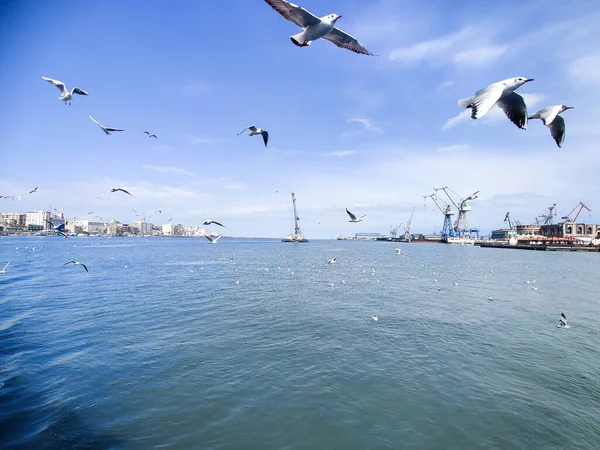 Gaivotas Voando Pescando Lado Mar Com Fundo Oceano Céu Azul — Fotografia de Stock