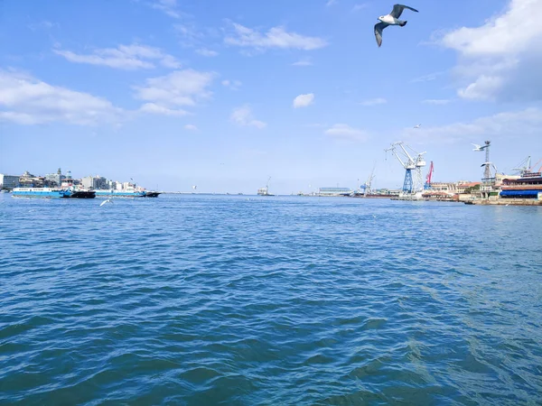 Gaivotas Voando Pescando Lado Mar Com Fundo Oceano Céu Azul — Fotografia de Stock