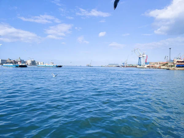 Gaivotas Voando Pescando Lado Mar Com Fundo Oceano Céu Azul — Fotografia de Stock