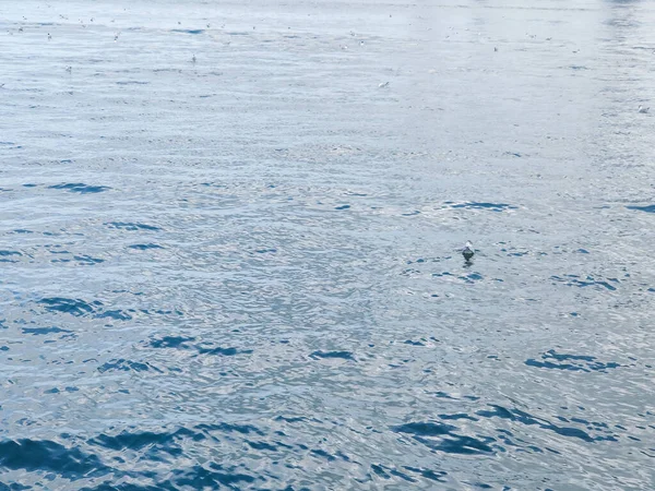 Чайки Летают Рыбалка Берегу Моря Фоне Океана Голубого Неба — стоковое фото