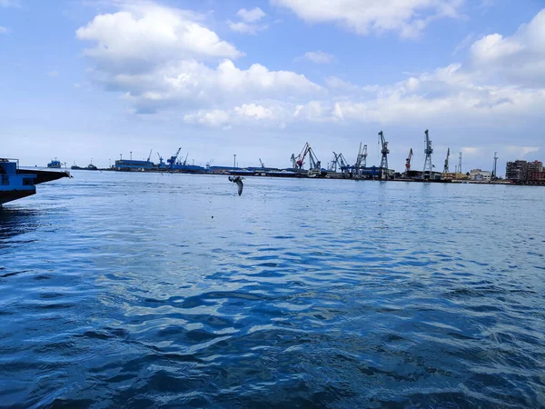 Gaivotas Voando Pescando Lado Mar Com Fundo Oceano Céu Azul — Fotografia de Stock