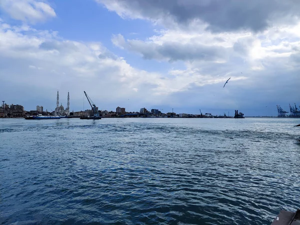 Meeuwen Vliegen Vissen Aan Zee Met Achtergrond Van Oceaan Blauwe — Stockfoto