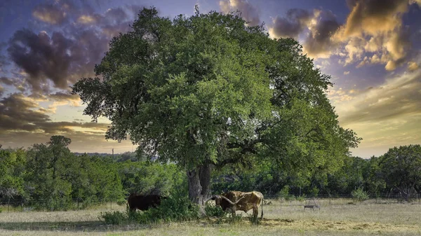 Renkli günbatımlı Teksas Longhorn 'u