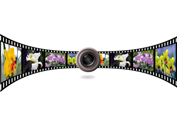 Bunte Blume — Stockfoto