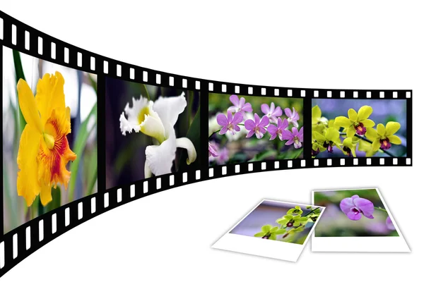 Bunte Blume — Stockfoto