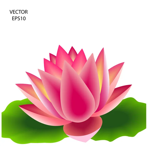 Vacker rosa lotusblomma — Stock vektor