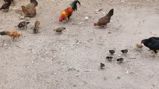 Local chickens feeding — Stock Video