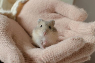 Sevimli Campbell 'ın cüce hamsterı kadınların elinde..