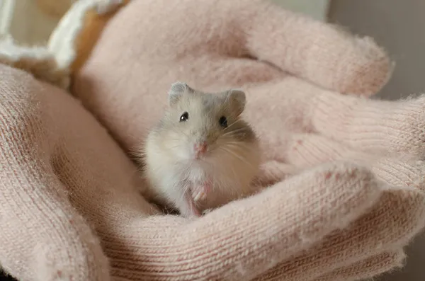 Adorable Campbell Dwarf Hamster Female Hands — Stock Photo, Image