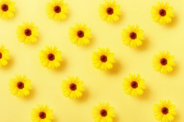 Sarı arkaplanda Calendula çiçekleri deseni.