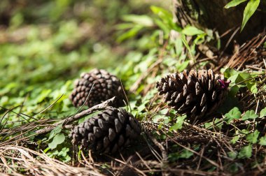Yere çam kozalağı koy.