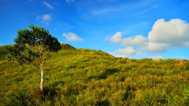 yeşil alan ile yalnız ağaç