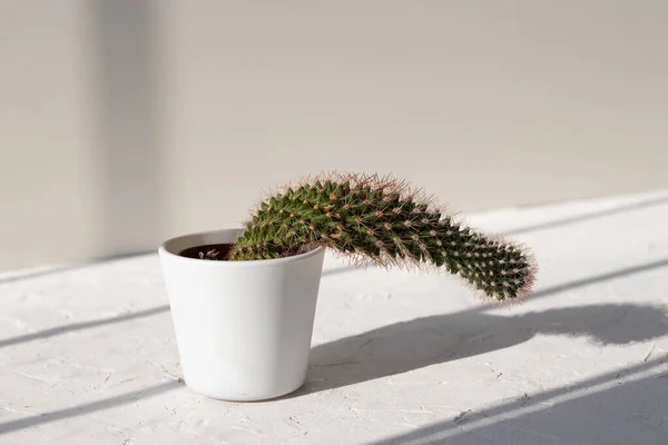 Kaktus Dalam Pot Yang Tumbuh Bawah — Stok Foto