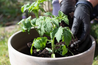 Adam kovaya taze domates ekiyor.
