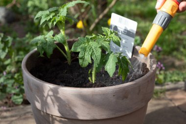 Kovadaki genç domates bitkileri sulanır.