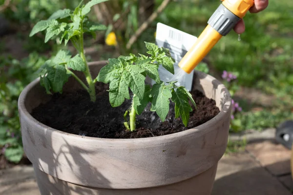 Kovadaki genç domates bitkileri sulanır.