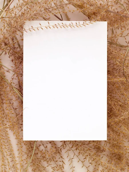 White Blank Sheet Paper Dried Grass Beige Background Invitation Card — Stock Photo, Image