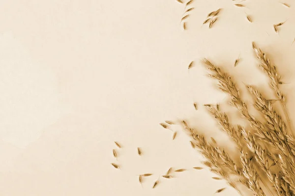 Dried Grass Beige Background Copy Space — Stock Photo, Image