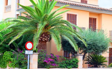 palmiye ağacı sokak