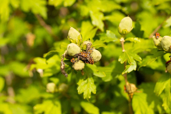 fire bugs (Pyrrhocoris apterus) on faded blossoms of a hibiscus