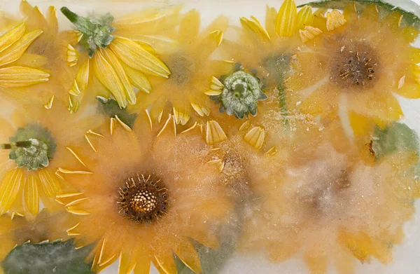Flores Amarillas Jardín Congeladas Hielo — Foto de Stock