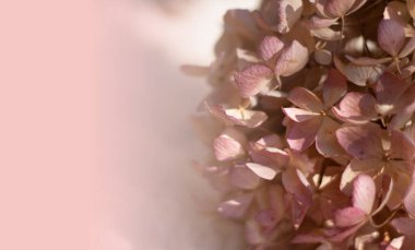 Kopya alanı olarak pembe ortanca ve bulanık arkaplan