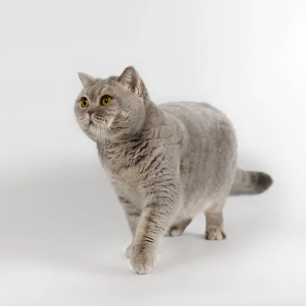 British Shorthair Adult Cat Studio Background — Stock Photo, Image