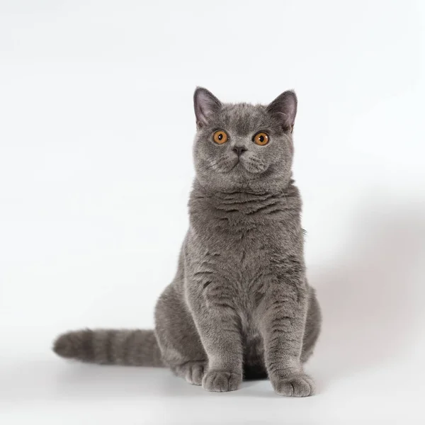 British Shorthair Adult Cat Studio Background — Stock Photo, Image