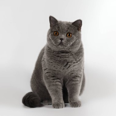 Beyaz stüdyo arka planında mavi gri İngiliz kısa hava kedisi