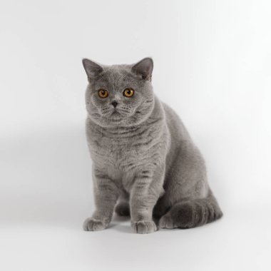 Beyaz stüdyo arka planında mavi gri İngiliz kısa hava kedisi