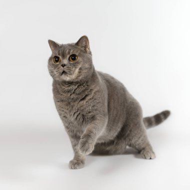 İngiliz mavisi, beyaz stüdyo arka planında kısa hava kedisi gördü.