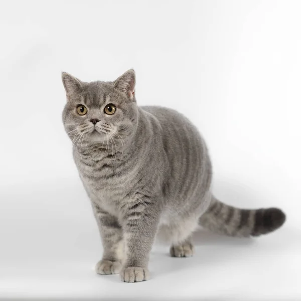 British Blue Spotted Shorthair Cat White Studio Background — Stock Photo, Image