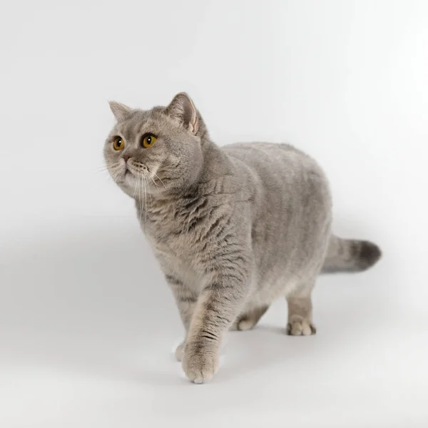 British Blue Spotted Shorthair Cat White Studio Background — Stock Photo, Image