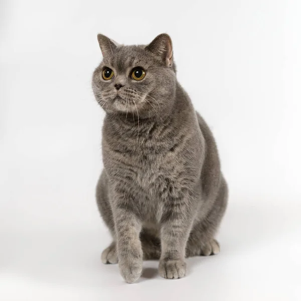 영국푸른 반점짧은 고양이 스튜디오 배경에 — 스톡 사진
