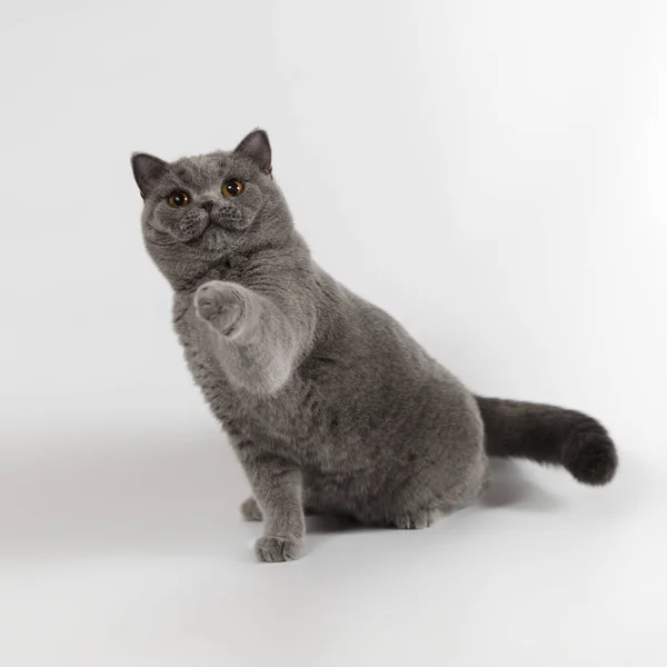 Blue Grey British Shorthair Cat White Studio Background — Stock Photo, Image